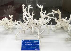 说明:L:\太阳成集团122ccvip宣传片素材\太阳成集团122ccvip2016微信公众号推送文件\照片\南海珊瑚礁生物标本馆以及部分科考展品-2.jpg
